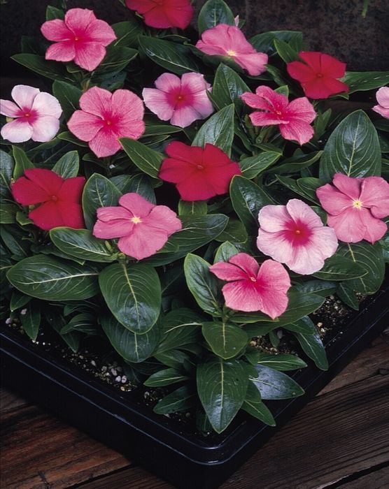 Цветы для офиса и дома