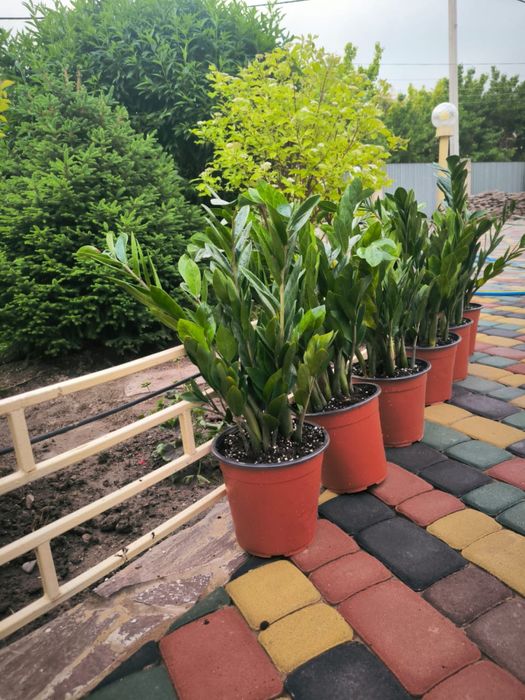 Продается замиокулькас (долларовое дерево)