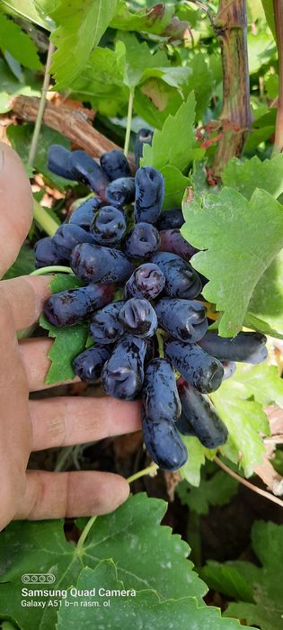 Uzum ko'chatlari sotiladi