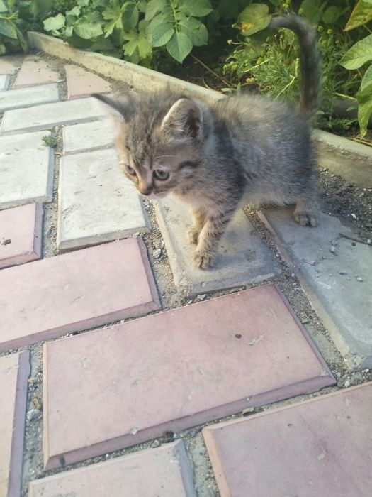 Отдам кошечку в добрые руки