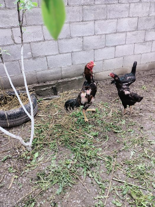 Продам даканов семья