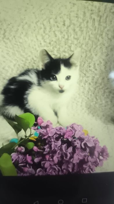 Котята в заботливые руки