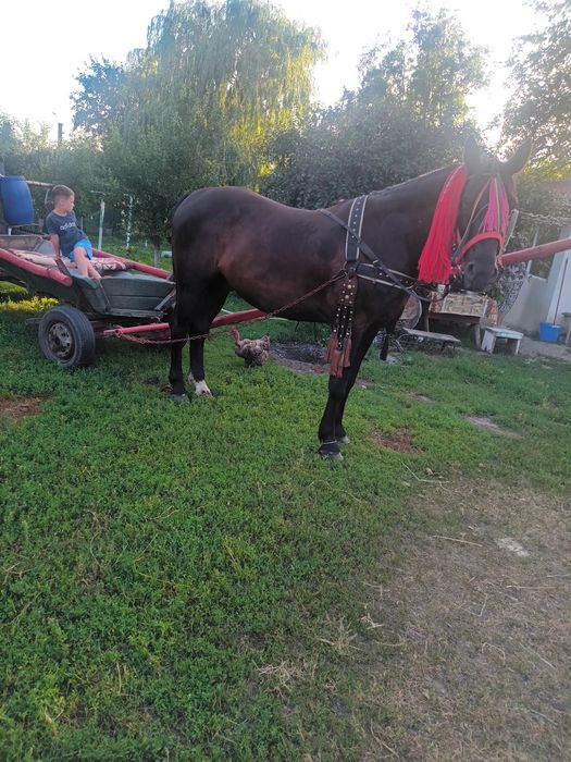 Vând cal castrat cuminte