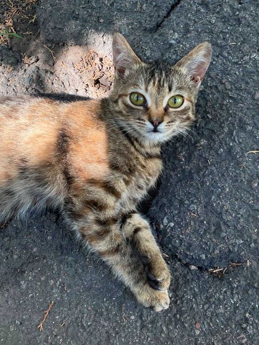 Отдам котёнка в добрые руки
