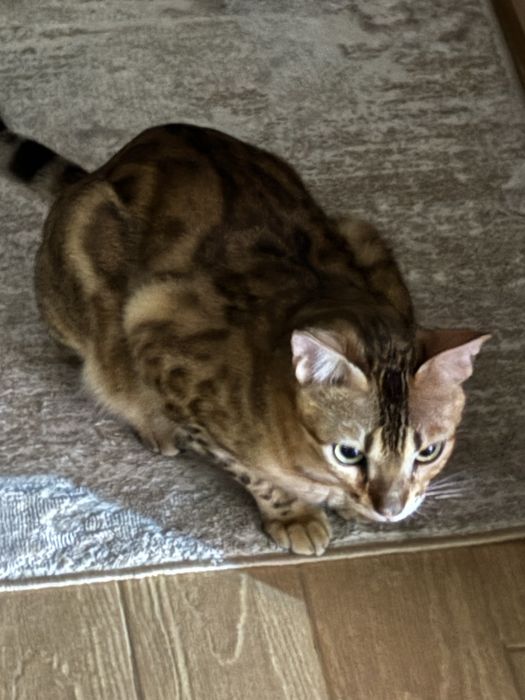 Продам бенгальского кота