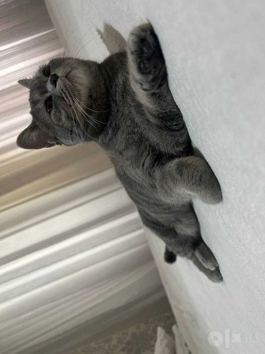 Кошка, отдаю даром в хорошие руки