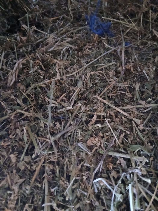 Vand baloti de trifoi