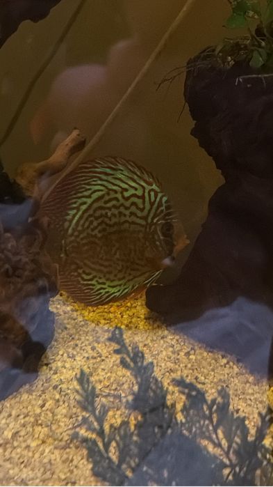 Продается Аквариум и рыбы.