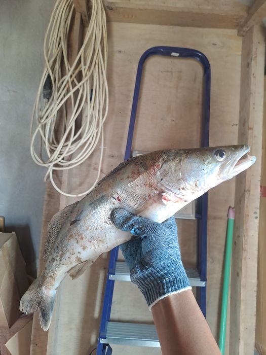 Судак сатылады свежий