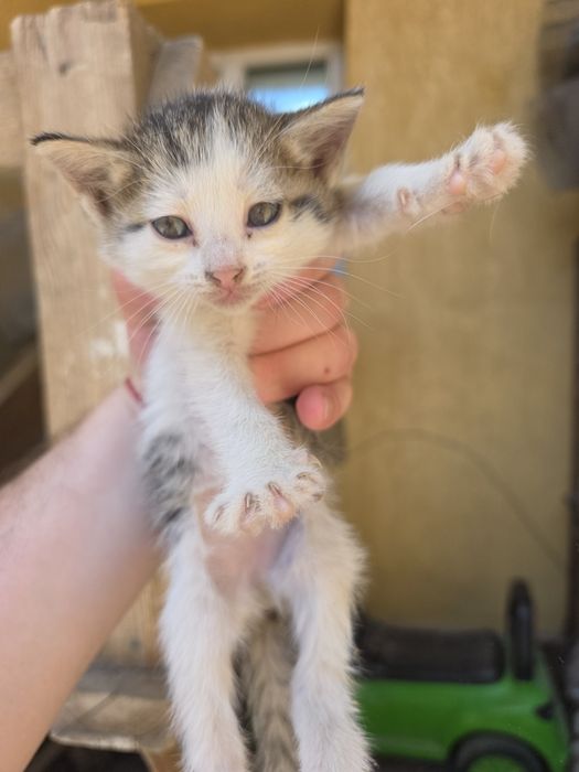 Котята домашние 5 штук