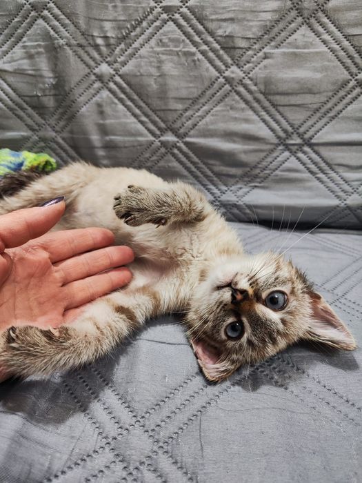 Отдается котенок в добрые руки