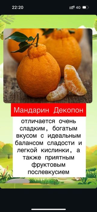 Продам сортовые прививки российского питомника