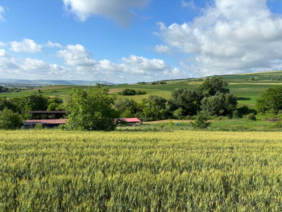 Teren 7.000 mp de vânzare – Sântioana de Mureș, comuna Pănet
