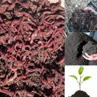 Чувалчанг сотилади 10яшик 500000сум