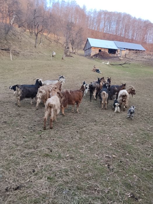 Capre de vânzare  preț 650 .bucata