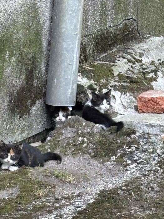 Подарявам малки котета