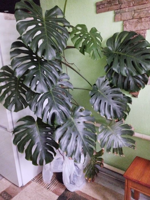 Комнатные цветы.