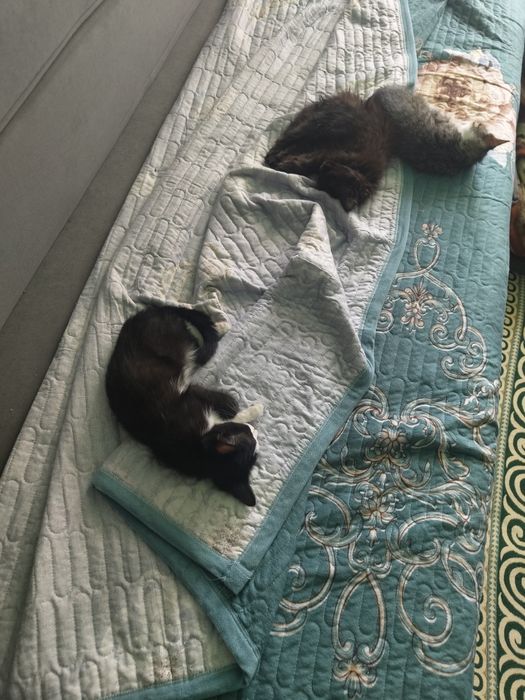 Котяк отдам добрый руки