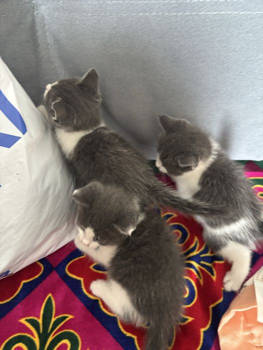 Котята отдам за добрые руки