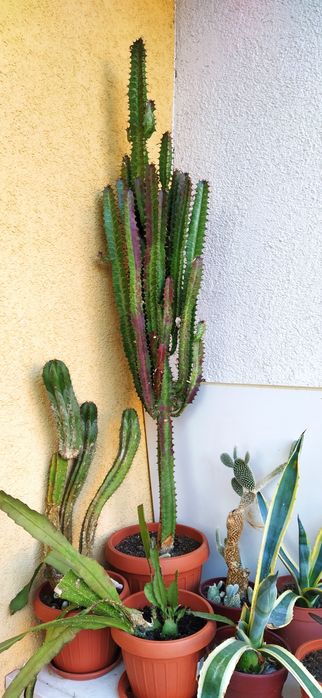 Vând cactus Euforbia și Agava americană