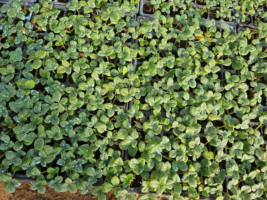 Многогодишни ягоди Селва