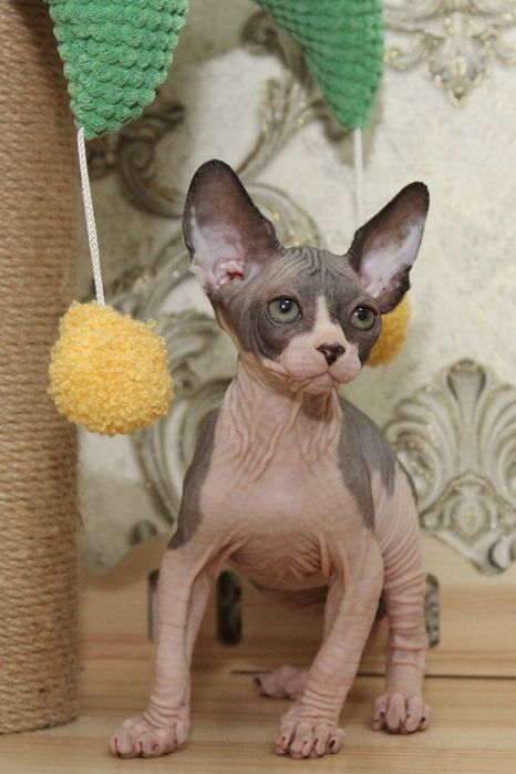 Малыши голыши. Сфинксы