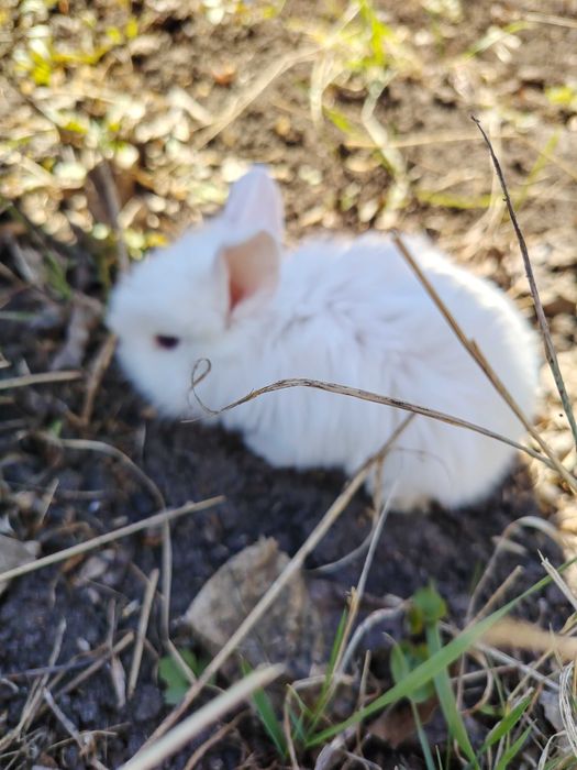 Кролики декоративные домашнии