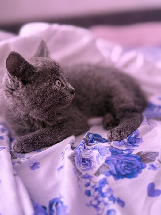 Британский Котенок домашний, Лео