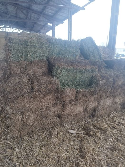 Vând baloți de lucernă mici, calitate garantata