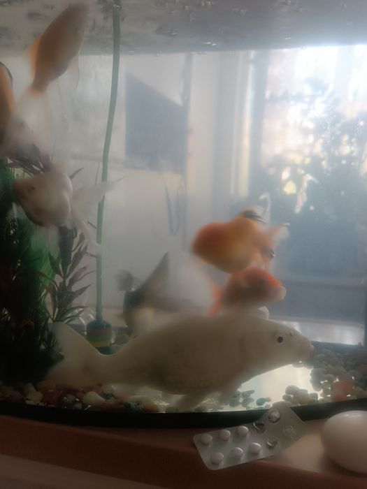 Рыбы с Аквариумом