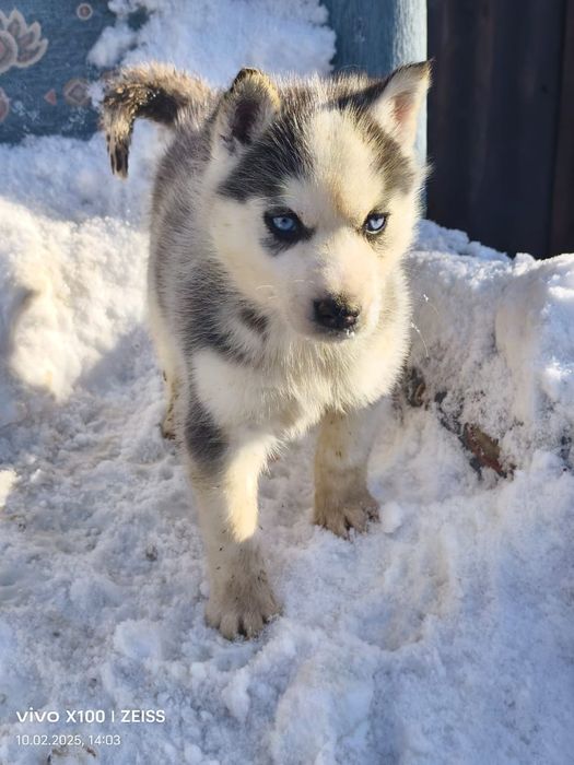 Очаровательные щенки сибирской хаски.