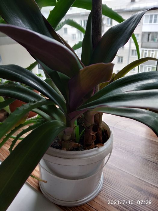 Цветок комнатный  Рэо