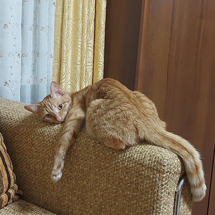 Отдам добрым людям