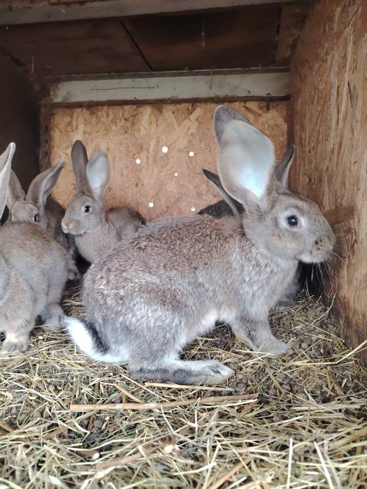 Iepurasi urias german