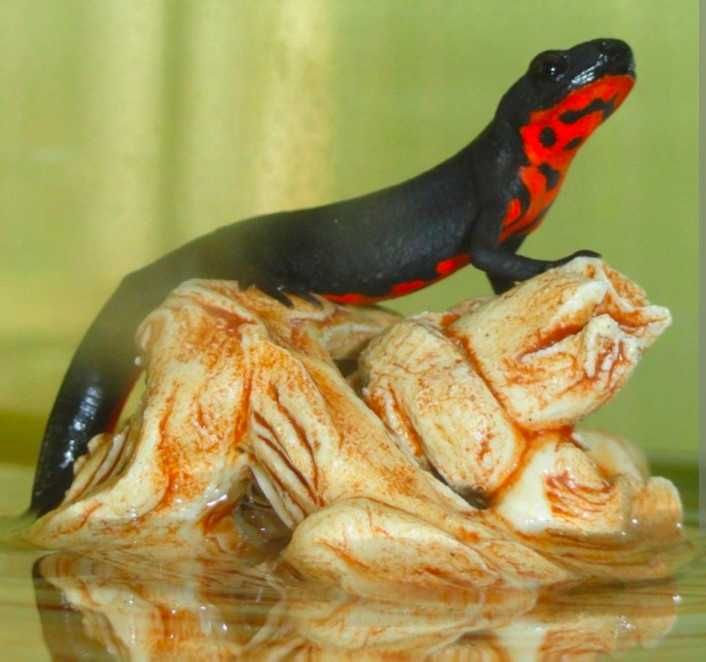 Тритоны огненнобрюхие