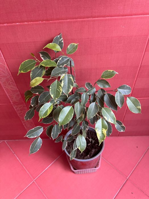 Фикус бенджамина сорт кинки