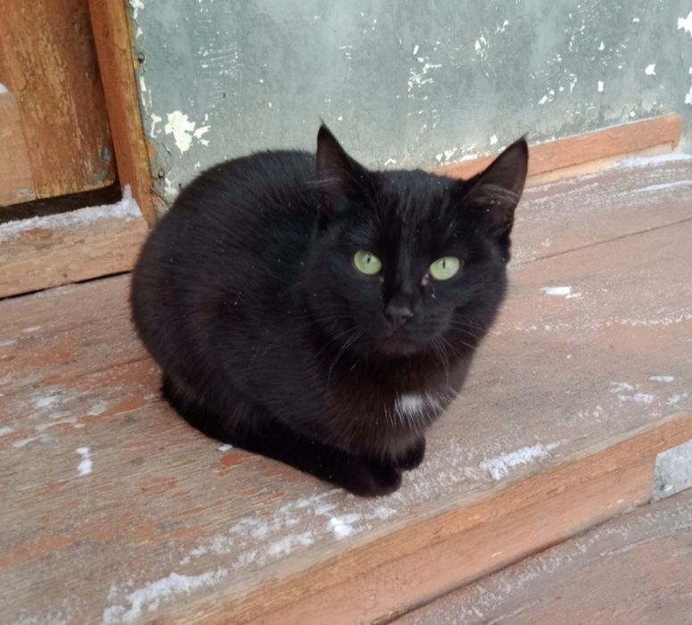 Срочно ищет дом кошечка стерилизованная