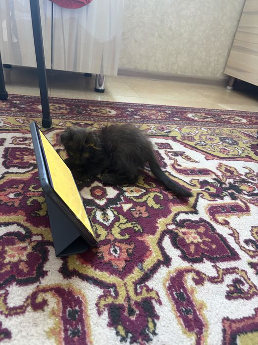 Котика в добрые руки