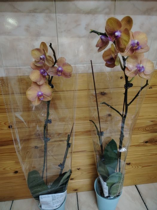 Орхидея! Орхидея!