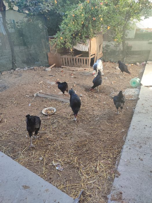 Кора Шахзода 6 та хуроз 5 ойликдан ошди .