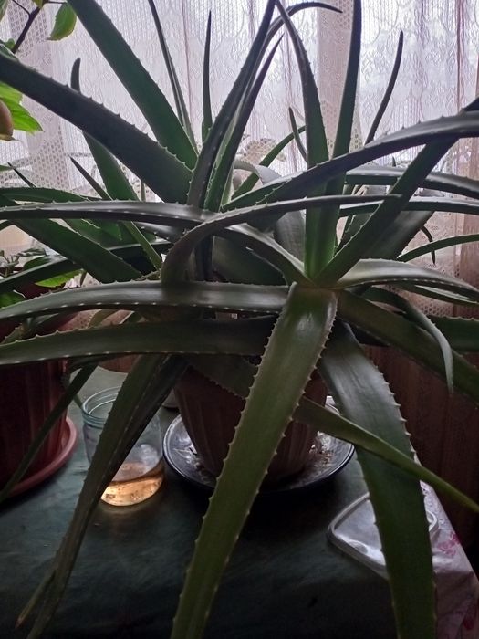 Продам цветок аллоя