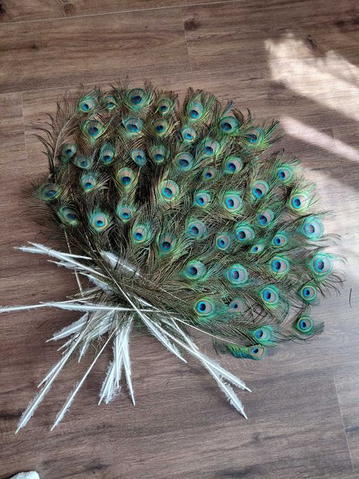 продавам пера от пауни - от 40см. до 130см. 1лв х бр.