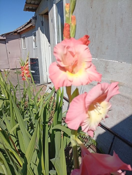 Продам луковицы гладиолуса 350 тг