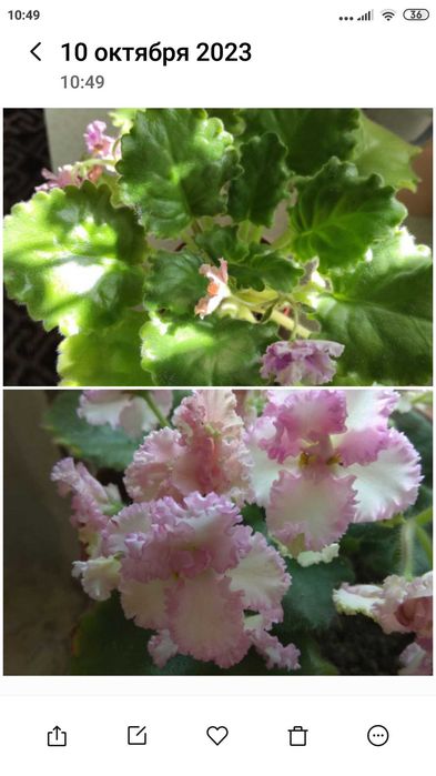 Комнатные цветы Фиалки