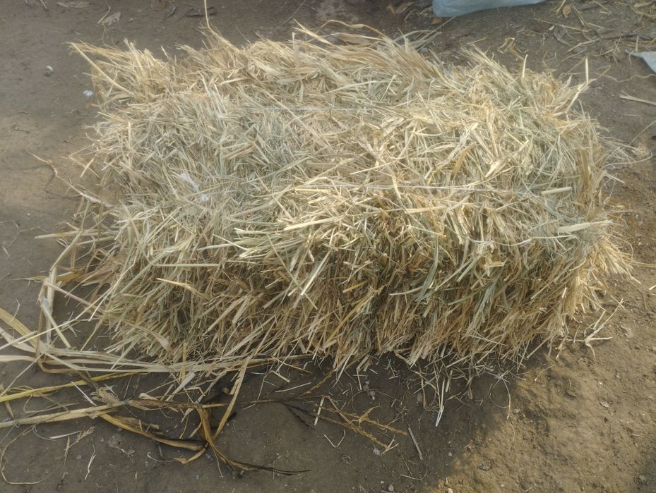 Oʻt piris soʻraganlarga sotiladi