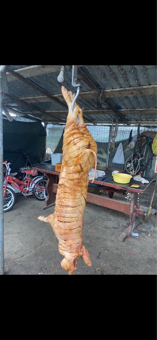 Protap de inchiriat si berbecuti