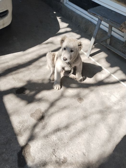 Продам щенка  азиатских кровей