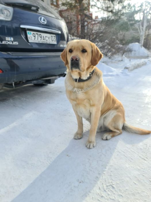 Лабрадор мальчик ищет подружку