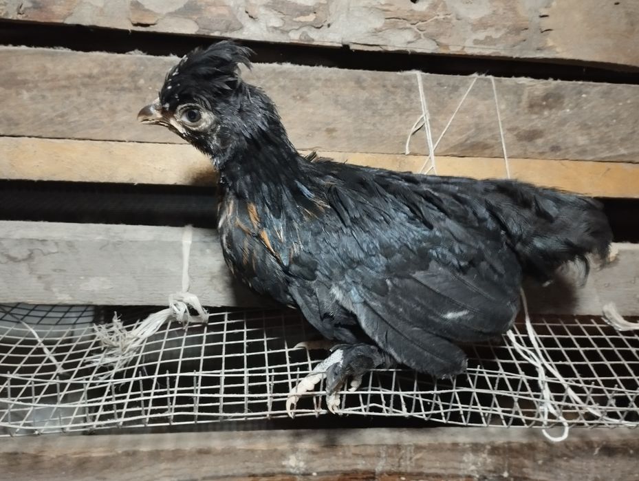 Бентамки султанки парами на продажу!