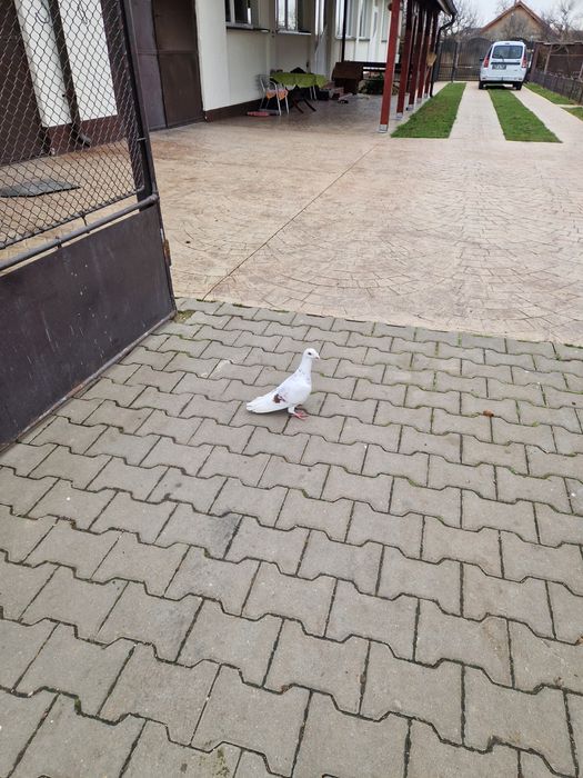 Porumbei  voiajori stil vechi ,